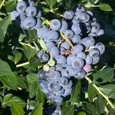 Голубика БОНУС в Магнитогорске