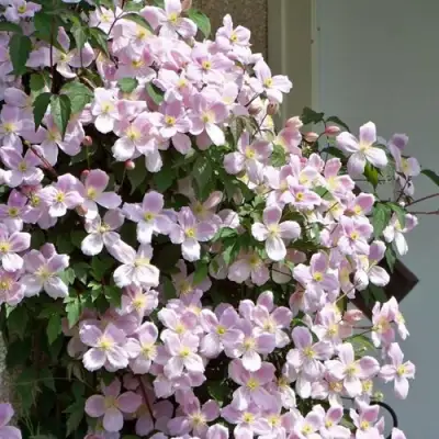 Клематис ГОРНЫЙ в Магнитогорске