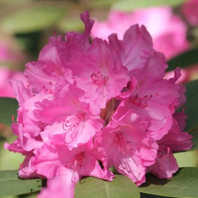 Рододендрон ЛУМИНА в Магнитогорске