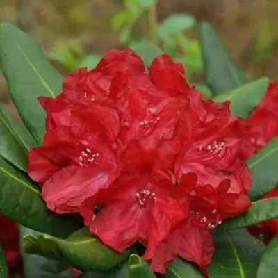 Рододендрон БУЗУКИ в Магнитогорске