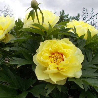 Пион БАРЦЕЛЛА (БАРТЗЕЛЛА) ито-гибрид в Магнитогорске