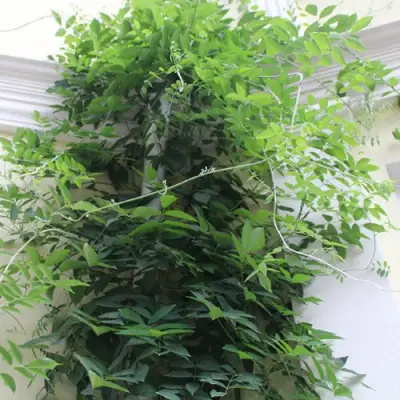 Глициния макростахия БЛЮ МУН в Магнитогорске