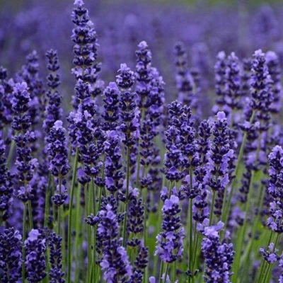 Лаванда МАНСТЕД узколистная в Магнитогорске