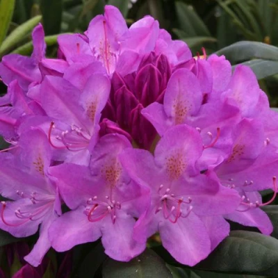Рододендрон РОЗЕУМ ЭЛЕГАНС в Магнитогорске