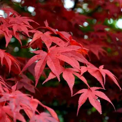 Клен гиннала  в Магнитогорске