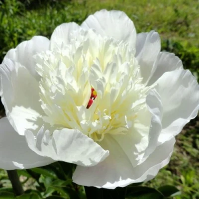 Пион ИММАКУЛИ травянистый в Магнитогорске