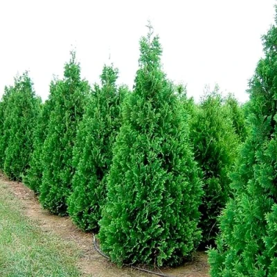 Туя СПИРАЛИС западная в Магнитогорске