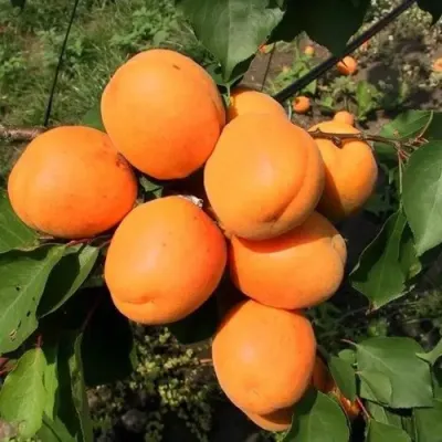 Абрикос ХАРГРАНД в Магнитогорске
