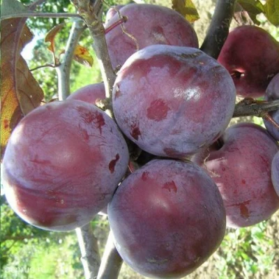 Слива ЛАМА в Магнитогорске