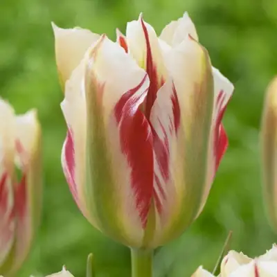 Тюльпан ФЛЕМИНГ СПРИНГРИН зеленоцветковый в Магнитогорске