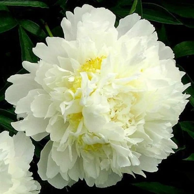 Пион ЗОЛОТОЙ ОРЕОЛ травянистый в Магнитогорске