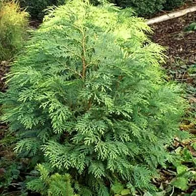 Кипарисовик САНКИСТ лавсона в Магнитогорске