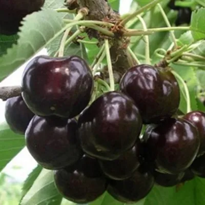 Вишня РОССОШАНСКАЯ ЧЕРНАЯ в Магнитогорске