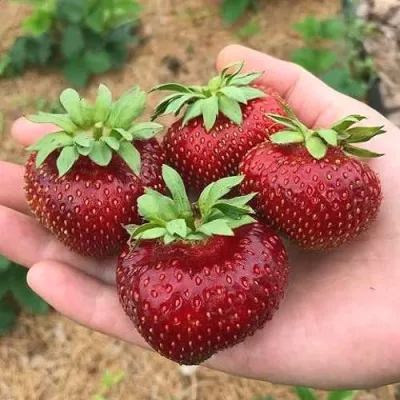 Клубника МАЛЬВИНА в Магнитогорске