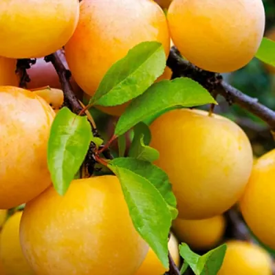 Слива МЕДОВАЯ ЖЁЛТАЯ в Магнитогорске