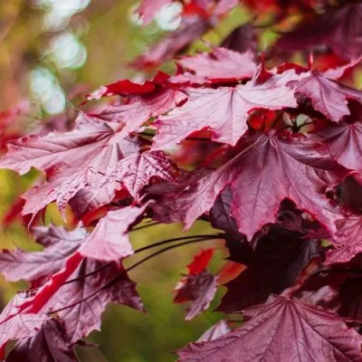 Клен РОЯЛ РЕД остролистный в Магнитогорске