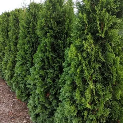 Туя ПИРАМИДАЛИС КОМПАКТА западная в Магнитогорске