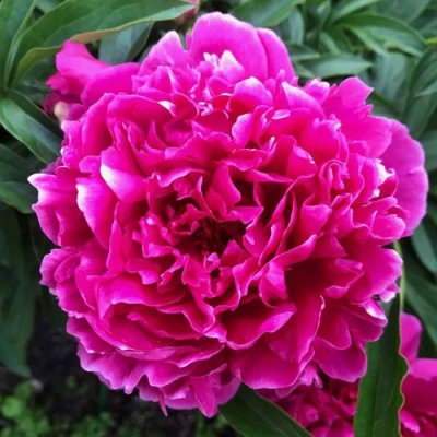 Пион КАРЛ РОЗЕНФЕЛЬД травянистый в Магнитогорске