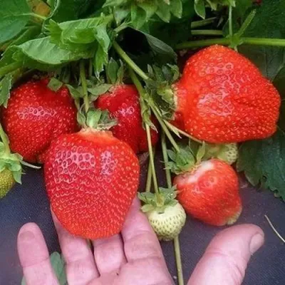 Клубника АЗИЯ в Магнитогорске