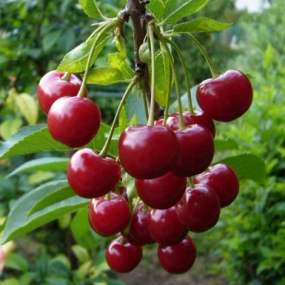 Вишня ВЯНОК в Магнитогорске