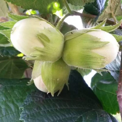 Фундук ЮННАТ в Магнитогорске