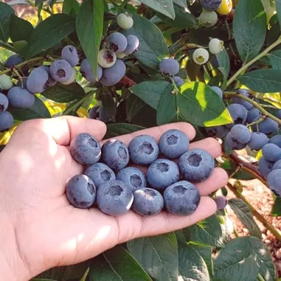 Голубика БОНУС в Магнитогорске