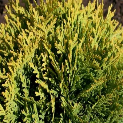 Туя ДАВИД западная в Магнитогорске