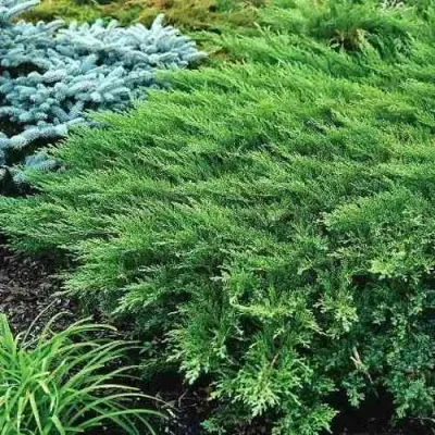 Можжевельник РОКЕРИ ДЖЕМ казацкий в Магнитогорске