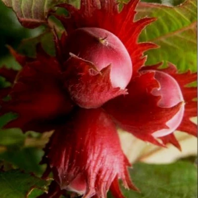 Фундук БАГРЯНЕЦ в Магнитогорске