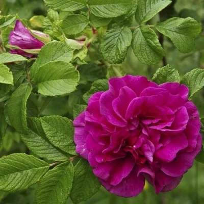 Шиповник ХАНСА в Магнитогорске