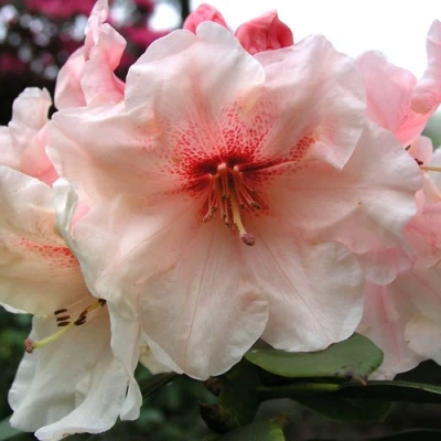 Рододендрон ХАНЯ	 в Магнитогорске