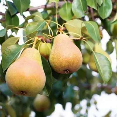 Груша ВЫСТАВОЧНАЯ в Магнитогорске