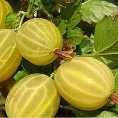 саженцы крыжовника ярового