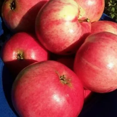 Яблоня СУЙСЛЕПСКОЕ (МАЛИНОВКА) в Магнитогорске