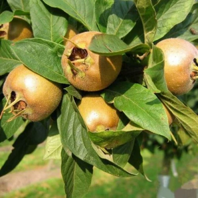 МУШМУЛА  в Магнитогорске