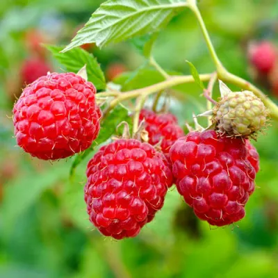 Малина РУБИФОЛ в Магнитогорске