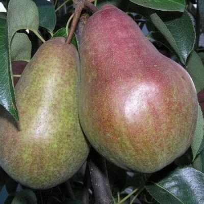 Груша БРЯНСКАЯ КРАСАВИЦА в Магнитогорске