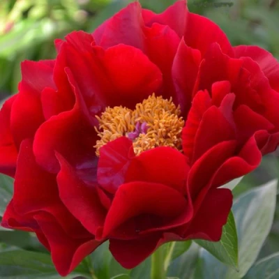 Пион МАКИНАК ГРАНД травянистый в Магнитогорске