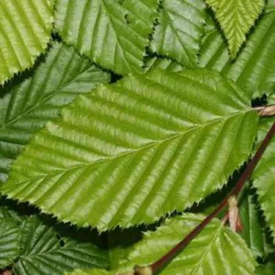 Граб японский в Магнитогорске