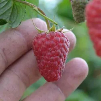 Малина КОРПИКО в Магнитогорске