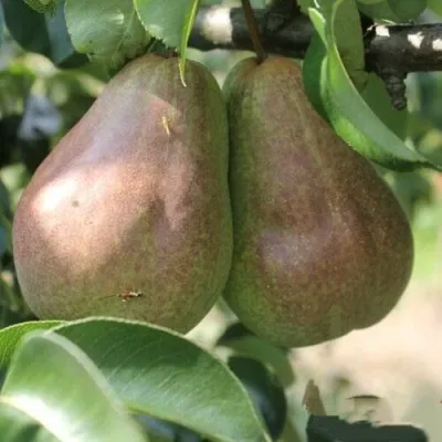 Груша БРЯНСКАЯ КРАСАВИЦА в Магнитогорске