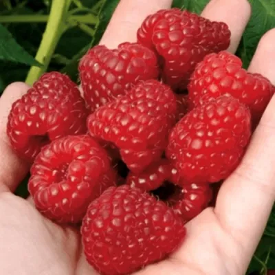 Малина РУБИФОЛ в Магнитогорске