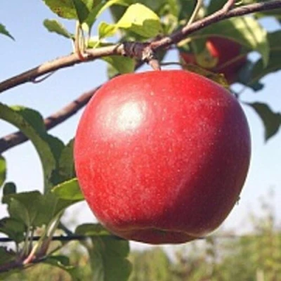 Яблоня ЛИГОЛ в Магнитогорске