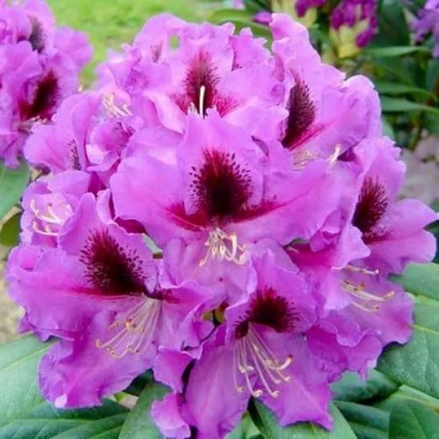 Рододендрон РАСПУТИН в Магнитогорске