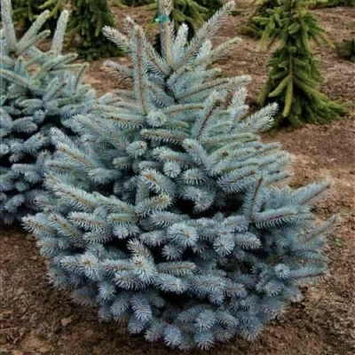 Ель МИСТИ БЛЮ голубая в Магнитогорске