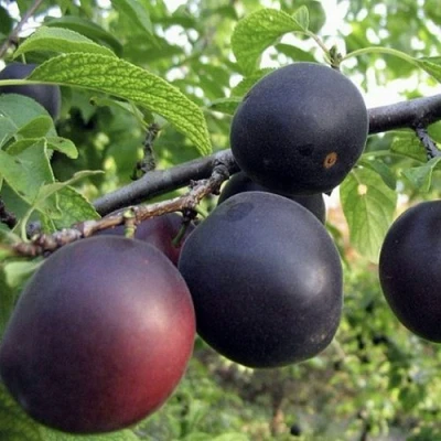 Абрикос МОНАРЕЗИ в Магнитогорске