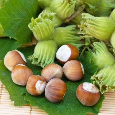 Фундук КРЕПКИЙ ОРЕШЕК в Магнитогорске