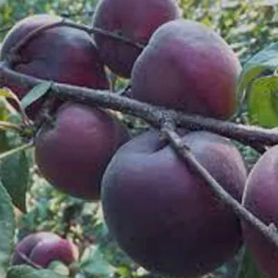 Абрикос ЧЕРНЫЙ БАРХАТ в Магнитогорске