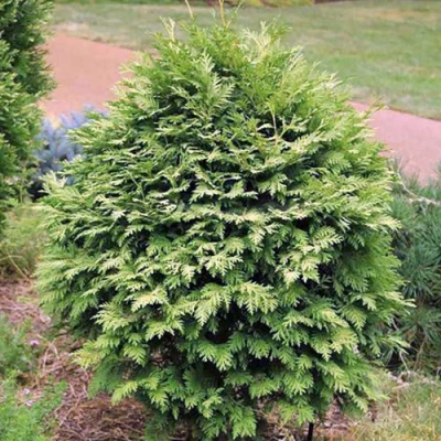 Туя ВАРЕАНА ЛЮТЕСЦЕНС западная в Магнитогорске