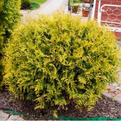 Туя КОЛЛЕРС ГОЛД складчатая в Магнитогорске
